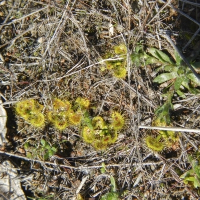 Drosera sp. (A Sundew) at Gungahlin, ACT - 3 Sep 2017 by AlisonMilton