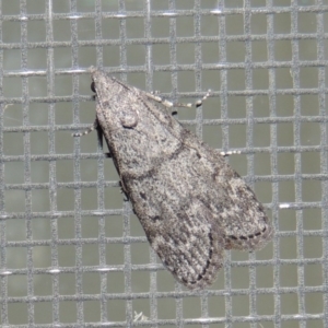 Heteromicta pachytera at Conder, ACT - 26 Feb 2015