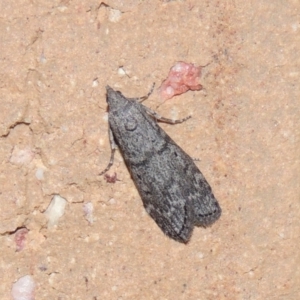 Heteromicta pachytera at Conder, ACT - 26 Feb 2015 11:53 PM