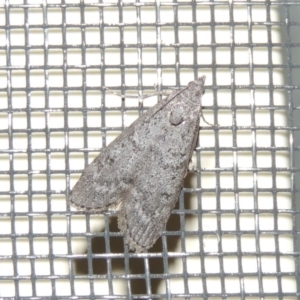 Heteromicta pachytera at Conder, ACT - 27 Feb 2015