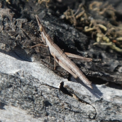 Keyacris scurra (Key's Matchstick Grasshopper) at Forde, ACT - 3 Sep 2017 by AlisonMilton