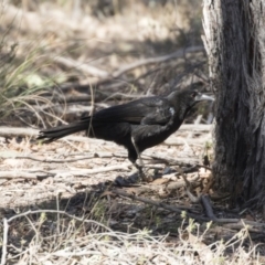 Corcorax melanorhamphos (White-winged Chough) at Gungahlin, ACT - 3 Sep 2017 by AlisonMilton