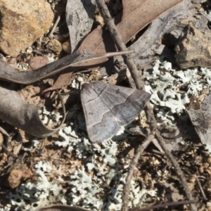 Antasia flavicapitata at Gungahlin, ACT - 3 Sep 2017 10:28 AM