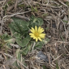 Cymbonotus sp. (preissianus or lawsonianus) (Bears Ears) at Gungahlin, ACT - 3 Sep 2017 by AlisonMilton