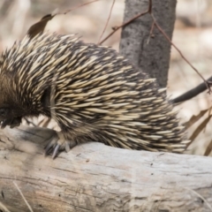 Tachyglossus aculeatus (Short-beaked Echidna) at Mulligans Flat - 3 Sep 2017 by AlisonMilton