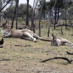 Macropus giganteus (Eastern Grey Kangaroo) at Forde, ACT - 3 Sep 2017 by AlisonMilton