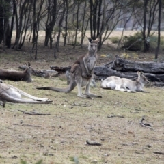 Macropus giganteus at Forde, ACT - 3 Sep 2017