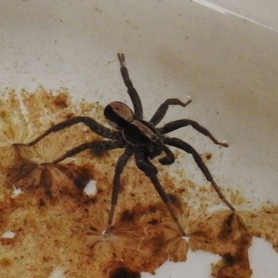 Venatrix sp. (genus) (Unidentified Venatrix wolf spider) at Wanniassa, ACT - 3 Sep 2017 by JohnBundock