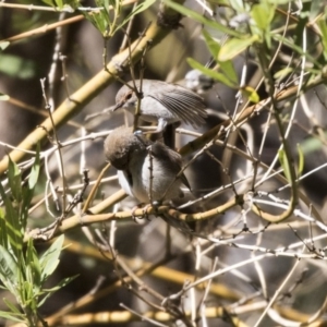 Malurus cyaneus at Acton, ACT - 28 Aug 2017