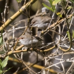 Malurus cyaneus at Acton, ACT - 28 Aug 2017 10:27 AM