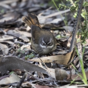 Sericornis frontalis at Canberra Central, ACT - 28 Aug 2017