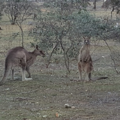 Macropus giganteus (Eastern Grey Kangaroo) at Symonston, ACT - 3 Sep 2017 by Mike