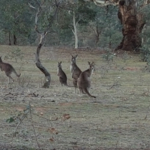 Macropus giganteus at Symonston, ACT - 3 Sep 2017