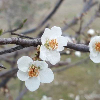 Prunus sp. (A Plum) at Symonston, ACT - 3 Sep 2017 by Mike