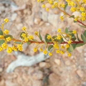 Acacia sp. at Symonston, ACT - 3 Sep 2017