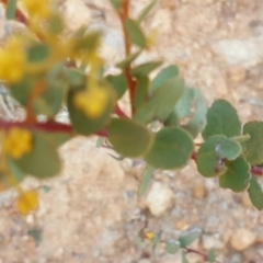 Acacia sp. at Symonston, ACT - 3 Sep 2017 04:11 PM