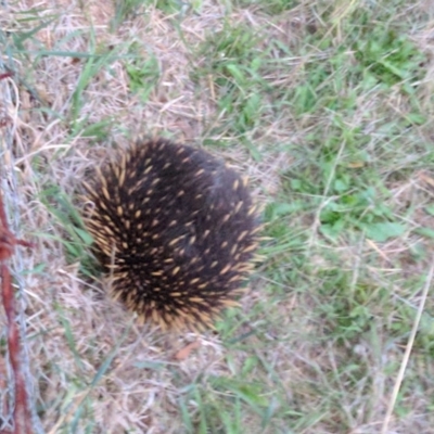 Tachyglossus aculeatus (Short-beaked Echidna) at McQuoids Hill - 27 Mar 2017 by HelenCross