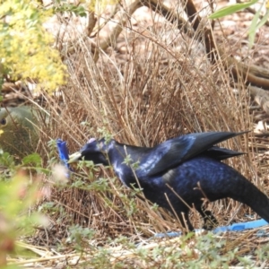 Ptilonorhynchus violaceus at Kambah, ACT - 27 Aug 2017