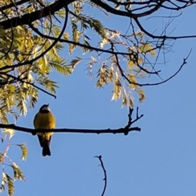 Pachycephala pectoralis (Golden Whistler) at Kambah, ACT - 23 Jul 2017 by HelenCross