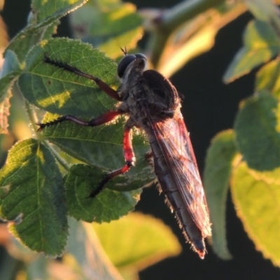 Neoaratus hercules (Herculean Robber Fly) at Bonython, ACT - 31 Mar 2015 by michaelb