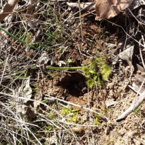 Drosera sp. at Gungahlin, ACT - 3 Sep 2017