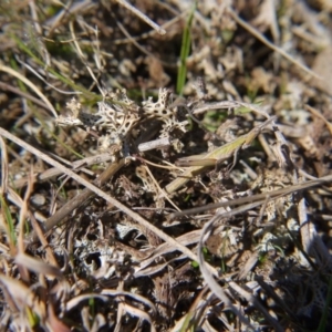 Keyacris scurra at Forde, ACT - 3 Sep 2017