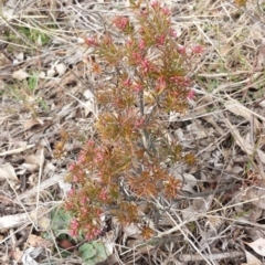 Lissanthe strigosa subsp. subulata at Forde, ACT - 3 Sep 2017