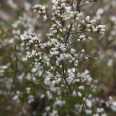 Cryptandra amara (Bitter Cryptandra) at Mulligans Flat - 3 Sep 2017 by ClubFED