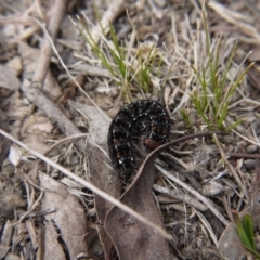 Apina callisto (Pasture Day Moth) at Forde, ACT - 3 Sep 2017 by ClubFED