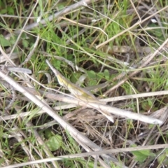 Keyacris scurra (Key's Matchstick Grasshopper) at Conder, ACT - 9 Sep 1999 by michaelb