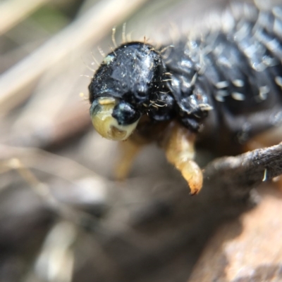 Perga sp. (genus) (Sawfly or Spitfire) at Canberra Central, ACT - 4 Sep 2017 by AaronClausen