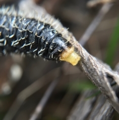 Perga sp. (genus) at Canberra Central, ACT - 4 Sep 2017