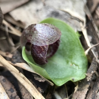 Corysanthes incurva (Slaty Helmet Orchid) at Canberra Central, ACT by AaronClausen