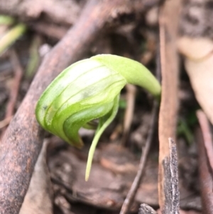 Pterostylis nutans at Canberra Central, ACT - suppressed