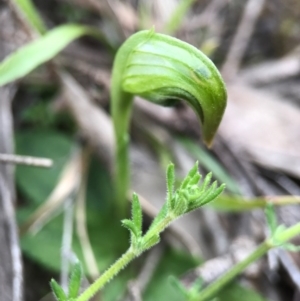 Pterostylis nutans at Canberra Central, ACT - 4 Sep 2017