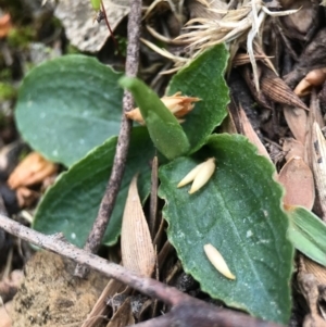 Pterostylis nutans at Canberra Central, ACT - suppressed