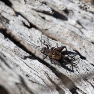 Bobilla kindyerra at Mulligans Flat - 3 Sep 2017 12:00 AM