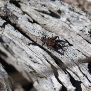 Bobilla kindyerra at Mulligans Flat - 3 Sep 2017 12:00 AM