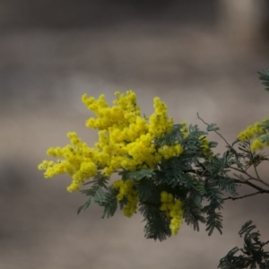 Acacia dealbata subsp. subalpina at Gungahlin, ACT - 3 Sep 2017