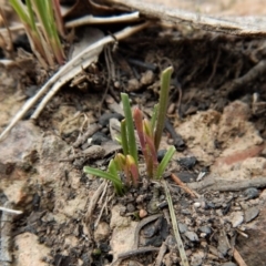 Caladenia fuscata (Dusky Fingers) at Belconnen, ACT - 28 Aug 2017 by CathB