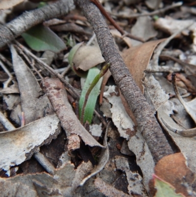 Cyanicula caerulea (Blue Fingers, Blue Fairies) at Aranda, ACT - 28 Aug 2017 by CathB