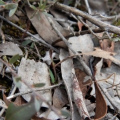 Cyanicula caerulea at Point 3852 - suppressed