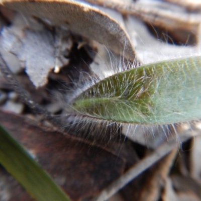 Caladenia atrovespa (Green-comb Spider Orchid) at Aranda, ACT - 30 Aug 2017 by CathB