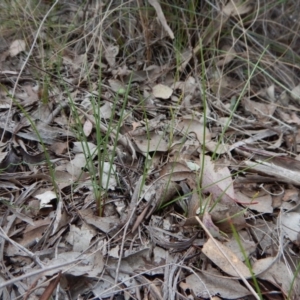 Diuris nigromontana at Belconnen, ACT - 28 Aug 2017