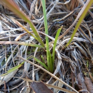 Diuris sp. (hybrid) at Belconnen, ACT - 22 Aug 2017