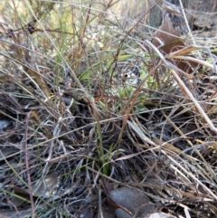 Diuris sp. (hybrid) at Belconnen, ACT - suppressed