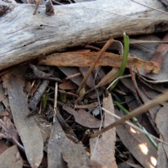 Thelymitra brevifolia (Short-leaf Sun Orchid) at Cook, ACT - 22 Aug 2017 by CathB