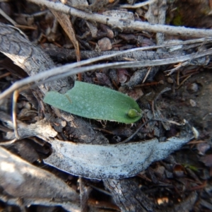 Glossodia major at Cook, ACT - suppressed