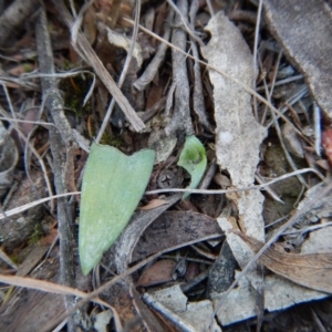 Glossodia major at Cook, ACT - suppressed