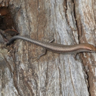 Lampropholis guichenoti (Common Garden Skink) at Paddys River, ACT - 28 Jan 2016 by Christine